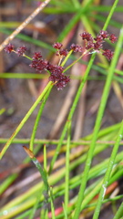 Juncus militaris