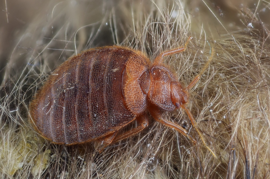 Common Bed Bug Quiet Invasion Invasive Plants Animals Of The   Large 