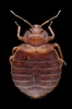 Common Bed Bug - Photo (c) Gilles San Martin, some rights reserved (CC BY-SA)