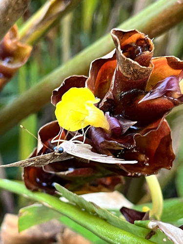 Calathea lutea