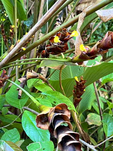 Calathea lutea