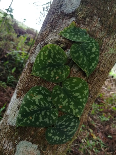 Scindapsus pictus