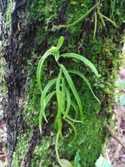 Vandoideae