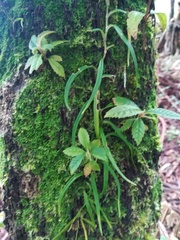 Vandoideae