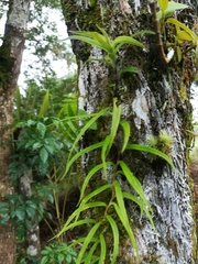 Vandoideae
