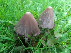 Fungi