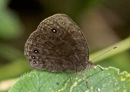 Vulgar Bush Brown