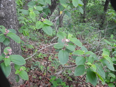Miconia xalapensis
