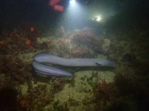 Australische congeraal (Conger wilsoni) — Congridae — 5