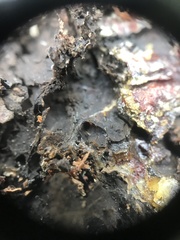 Chaenothecopsis tsugae