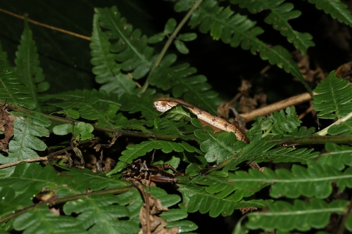 Formosan Slug Snake