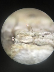 Sclerophora amabilis