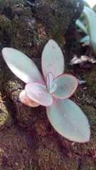 Echeveria rubromarginata