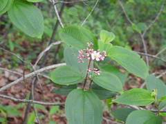 Miconia xalapensis