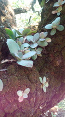 Echeveria rubromarginata