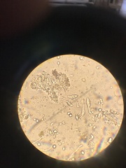 Sclerophora amabilis