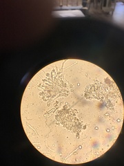 Sclerophora amabilis