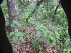 Miconia xalapensis
