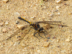Leucorrhinia borealis
