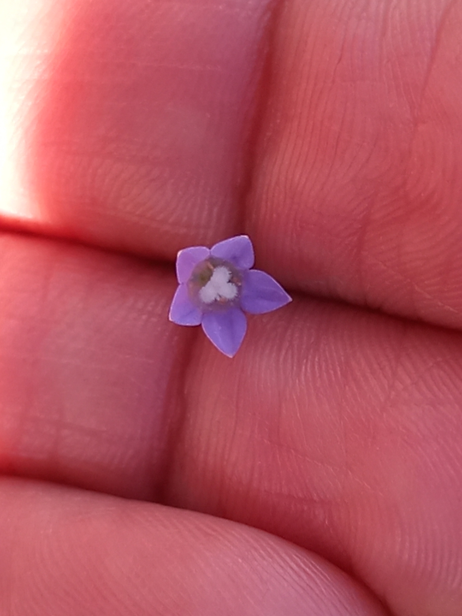 Wahlenbergia marginata