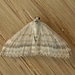 Scopula lydia - Photo (c) Donald Hobern, some rights reserved (CC BY)