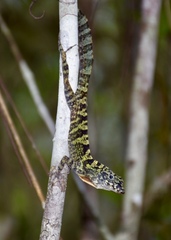 Anolis rubribarbus
