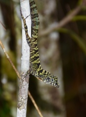 Anolis rubribarbus