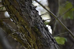 Neotibicen latifasciatus