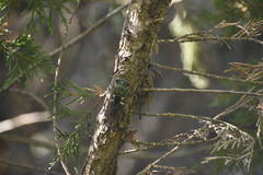 Neotibicen latifasciatus