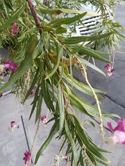 Chilopsis linearis