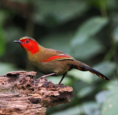 Scarlet-faced Liocichla (Liocichla ripponi), photo 7