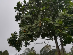 Artocarpus