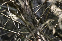 Neotibicen latifasciatus