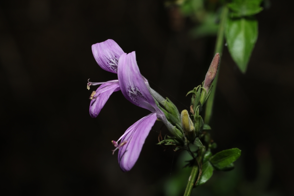Hypoestes cumingiana; photograph (c) 林正文, some rights reserved (CC BY)