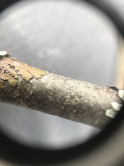 Phaeocalicium flabelliforme