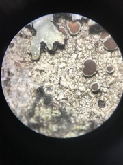 Phaeocalicium flabelliforme