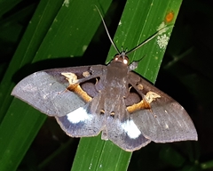Ischyja inferna
