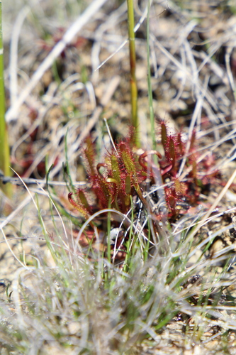 Slenderleaf sundew