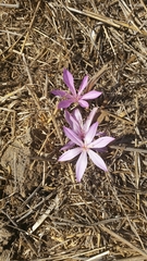 Colchicum feinbruniae