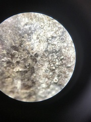 Phaeocalicium flabelliforme