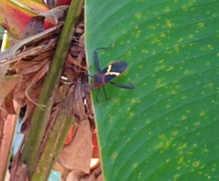 Leptoscelis tricolor