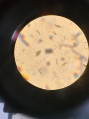 Phaeocalicium flabelliforme