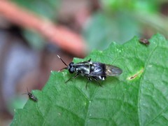Isomerocera quadrilineata