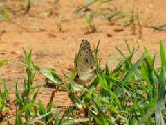 Junonia almana