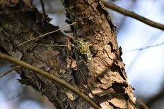 Neotibicen latifasciatus
