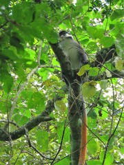 Cercopithecus ascanius schmidti