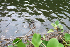 Ictinogomphus decoratus