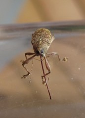Curculio proboscideus