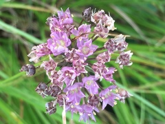 Allium cernuum