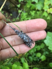 Carex atratiformis